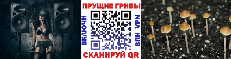 Галлюциногенные грибы Cubensis  mega рабочий сайт  Свирск  дарнет шоп 